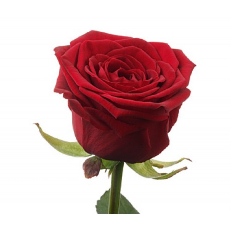 Купить Роза Гран При (красная) с доставкой в Санкт-Петербурге от 65 руб.