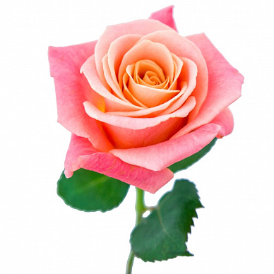 Роза Мисс Пигги (лососево-розовый)