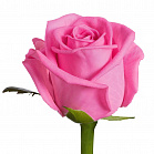 Роза Аква (розовая)