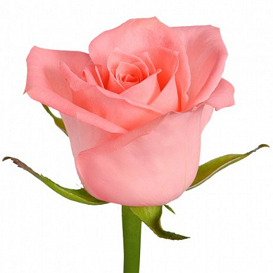Роза Карина (персиково-розовая)