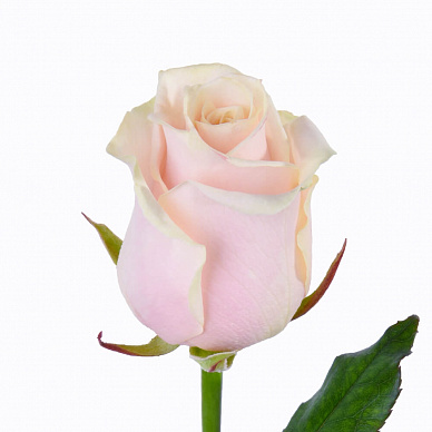Роза Талея (кремово-розовая)