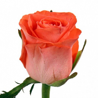 Роза Вау (оранжевая)