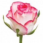 Роза Джамиля (двуцветная)